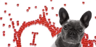 Valentine Dog Walk Set for Feb. 11, 2026 valentine's dog walk