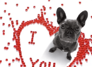 valentine's dog walk