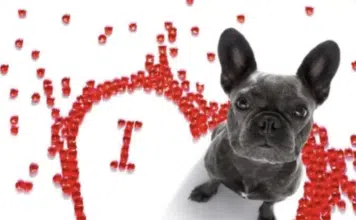 Valentine Dog Walk Set for Feb. 11, 2026 valentine's dog walk