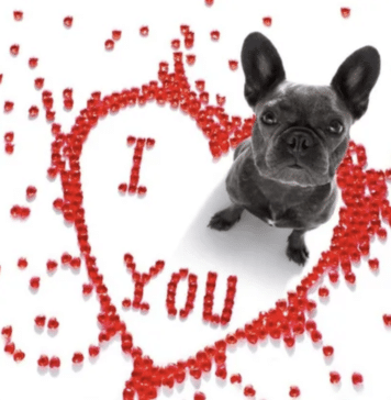 Valentine Dog Walk Set for Feb. 11, 2026 valentine's dog walk