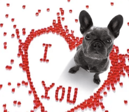 Valentine Dog Walk Set for Feb. 11, 2026 valentine's dog walk