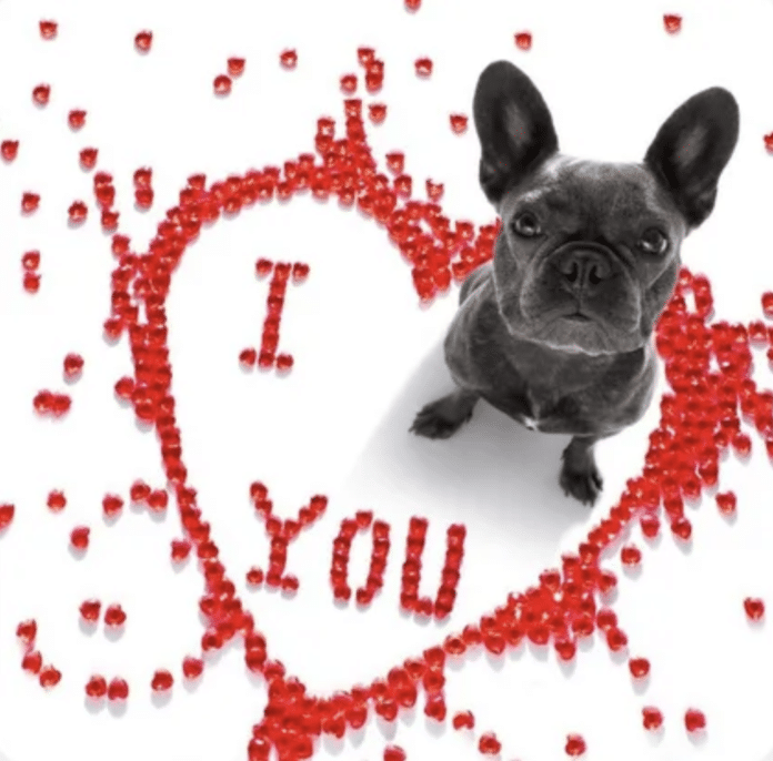 Valentine Dog Walk Set for Feb. 11, 2026 valentine's dog walk