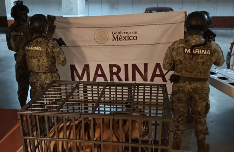 15-month-old Sasha has been sent to the Vallarta Zoo.