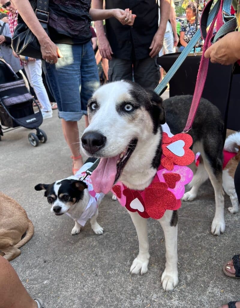 valentines pet parade 2026