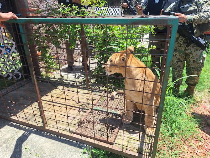 lion cub seized in july 2025