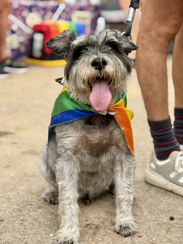 pet pride parade 14