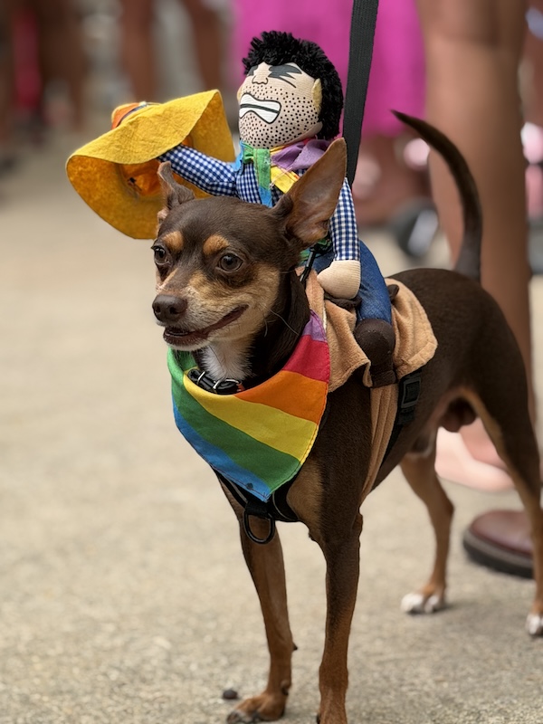 pet pride parade 19