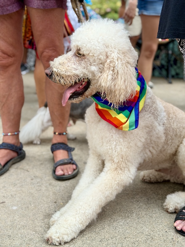 pet pride parade 2