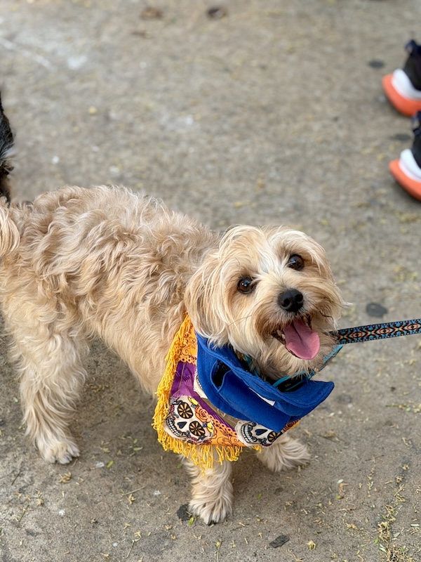 pet pride parade 22