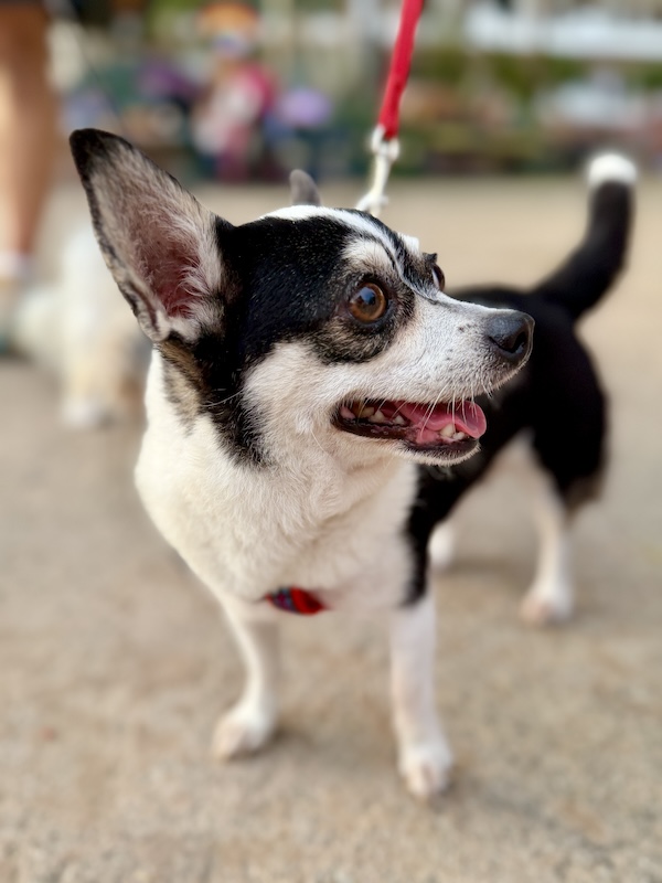 pet pride parade 27