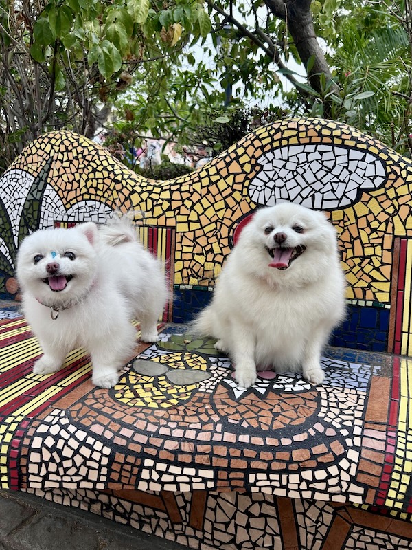 pet pride parade 36