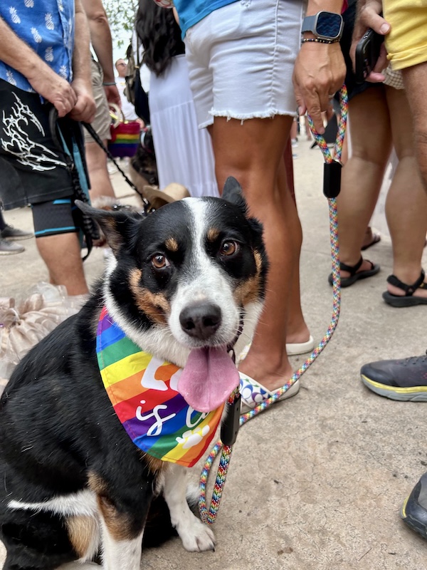 pet pride parade 38