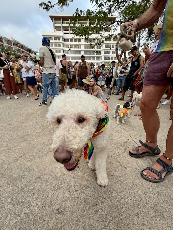pet pride parade 43