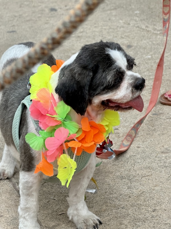 pet pride parade 44