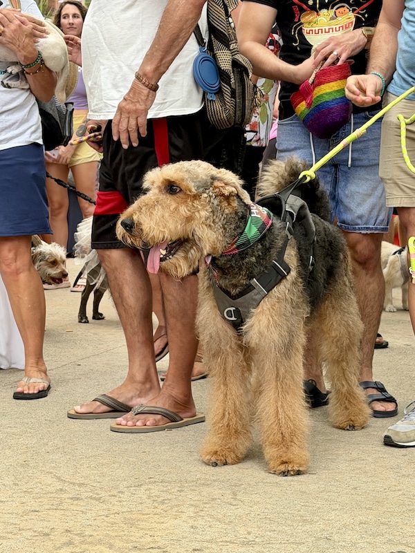 pet pride parade 45