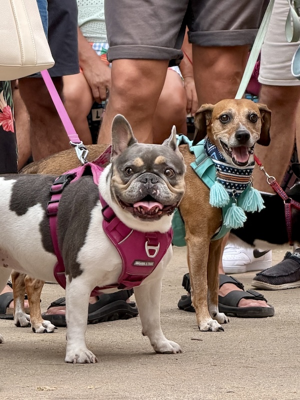 pet pride parade 46