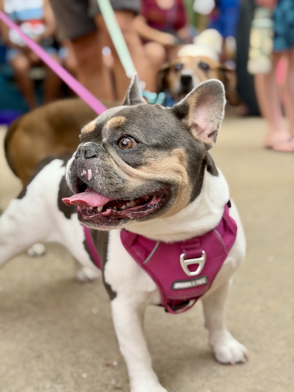 pet pride parade 6