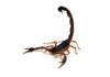 As Heat Rises, So Do Scorpion Stings scorpio-centruroides-limbatus