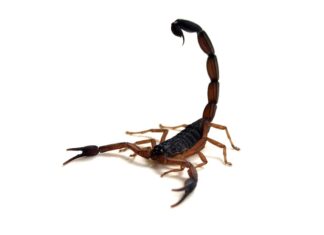 As Heat Rises, So Do Scorpion Stings scorpio-centruroides-limbatus