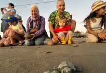 Sea Turtle Release Season Begins in Puerto Vallarta Tourtle 3