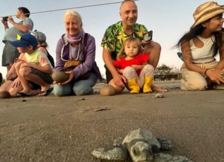 Sea Turtle Release Season Begins in Puerto Vallarta Tourtle 3