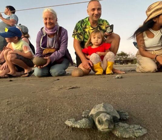 Sea Turtle Release Season Begins in Puerto Vallarta Tourtle 3